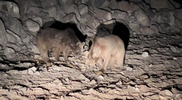 Acıkan ayılar ilgi odağı oldu Her gün yiyecek arıyorlar