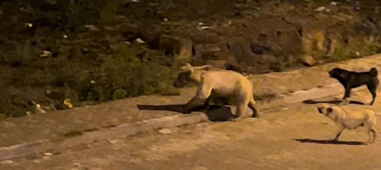 Acıkan ayılar ilgi odağı oldu Her gün yiyecek arıyorlar