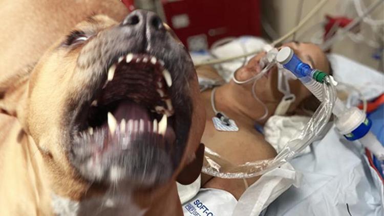 Pitbull dehşeti Sahibini canlı canlı yemeye çalıştı