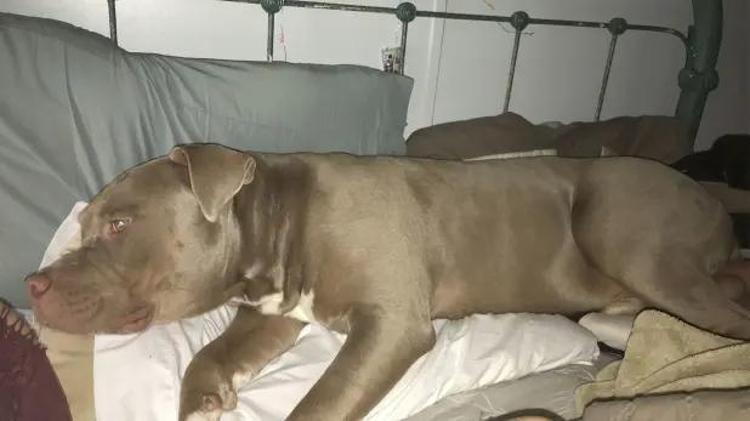 Pitbull dehşeti Sahibini canlı canlı yemeye çalıştı