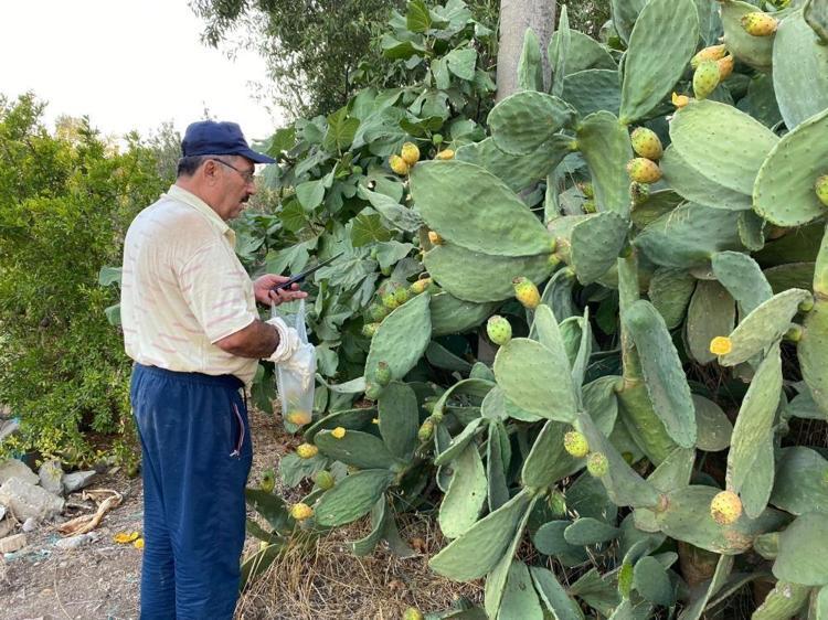 Doğada kendiliğinden yetişiyor, kilosu 60 TL’yi buluyor