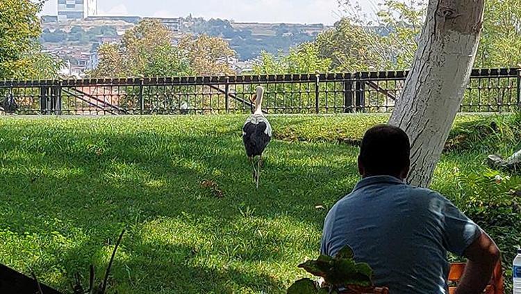 Kayıp leylek geri döndü