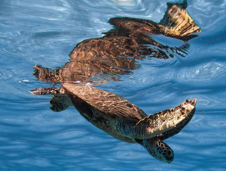 Rüyada kaplumbağa görmek ne anlama gelir? Rüyada su kaplumbağası nasıl