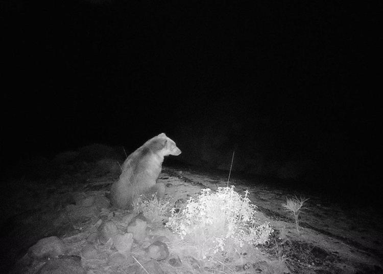 Köyceğiz´de ilk defa bozayı görüntülendi