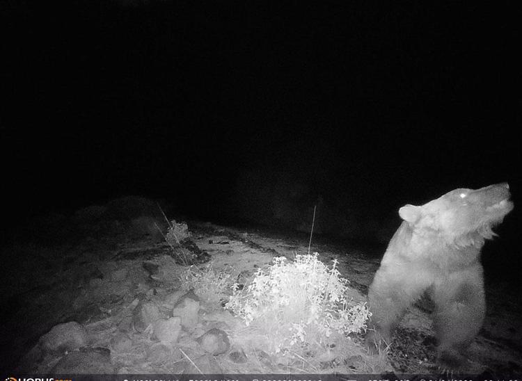 Köyceğiz´de ilk defa bozayı görüntülendi