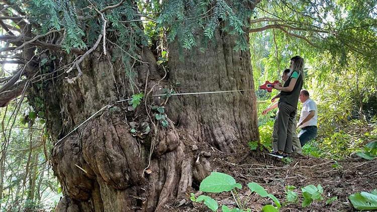 Artvinde 1400 yıllık porsuk ağacı tescillenecek