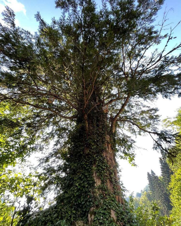 Artvinde 1400 yıllık porsuk ağacı tescillenecek