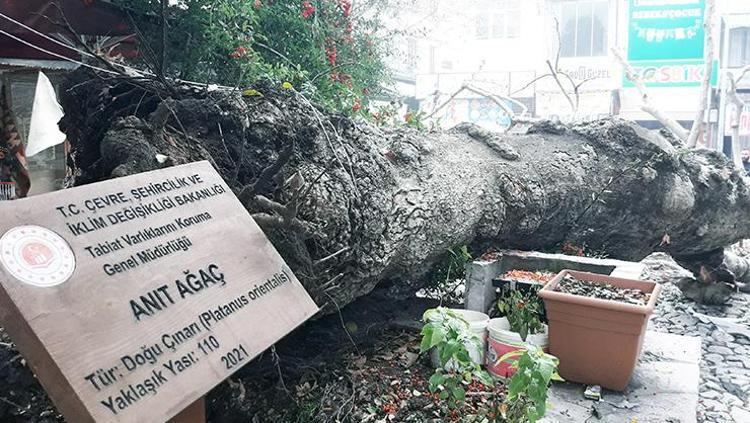 110 yıllık tescilli Çınar devrildi