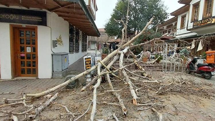110 yıllık tescilli Çınar devrildi