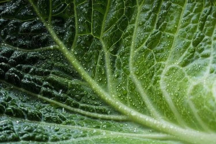 Bilim insanları açıkladı vücudu omega-3e doyuruyor En zengin K vitamini kaynağı...