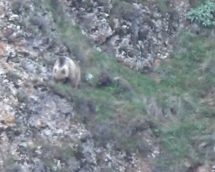 Tunceli’de boz ayı ailesi ve yaban keçileri görüntülendi