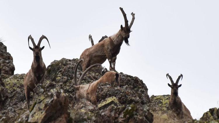 Tunceli’de boz ayı ailesi ve yaban keçileri görüntülendi