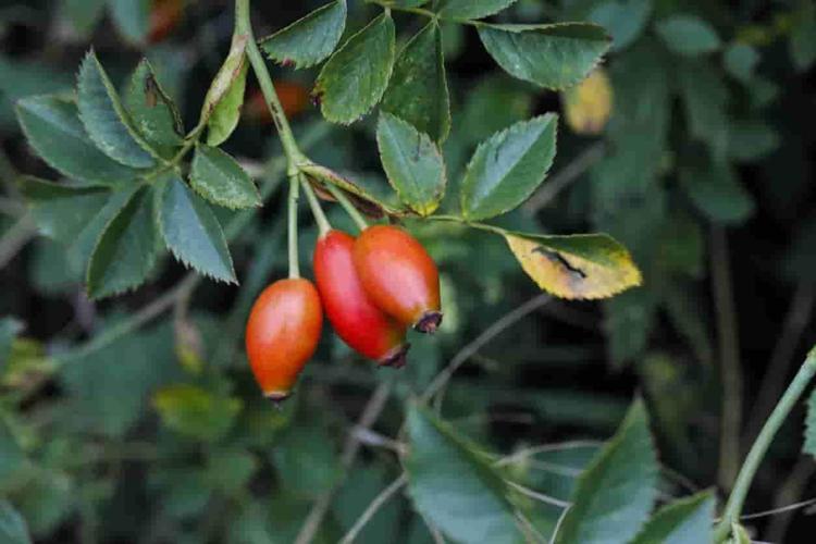 KUŞBURNU NE İÇİN KULLANILIR
