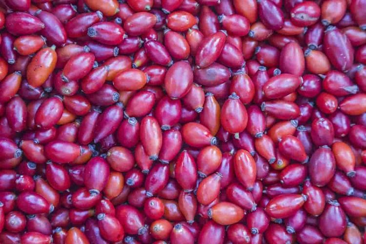 A,E ve C vitaminini en yüksek besin oymuş Düzenli tüketenler kalp ve şeker hastalığı nedir bilmiyor...