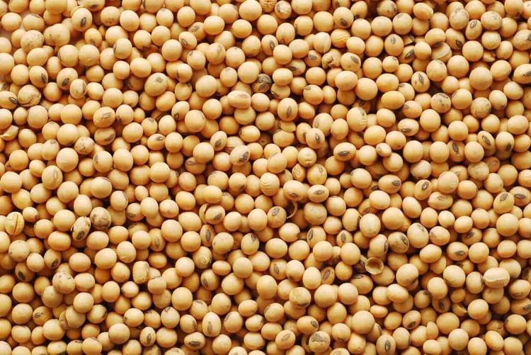 Doğadaki en güçlü D vitamini kaynağı Girdiği evde ömrü en az 10 yıl uzatıyor