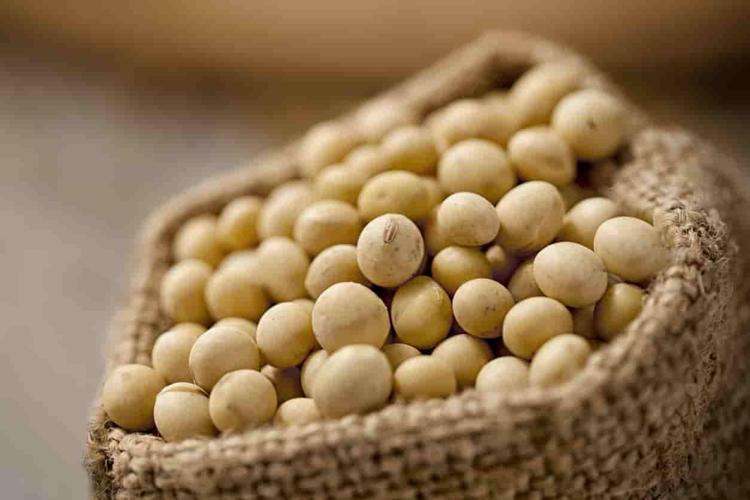 SOYA FASULYESİ FAYDALARI