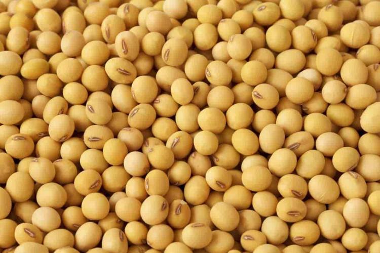 Doğadaki en güçlü D vitamini kaynağı Girdiği evde ömrü en az 10 yıl uzatıyor