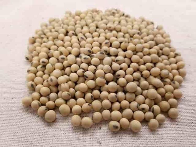 Doğadaki en güçlü D vitamini kaynağı Girdiği evde ömrü en az 10 yıl uzatıyor