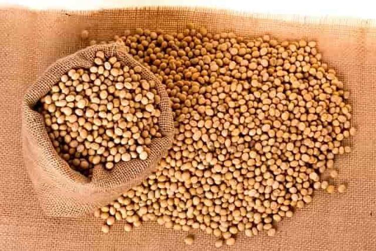 Doğadaki en güçlü D vitamini kaynağı Girdiği evde ömrü en az 10 yıl uzatıyor