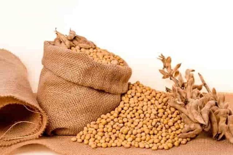 Doğadaki en güçlü D vitamini kaynağı Girdiği evde ömrü en az 10 yıl uzatıyor