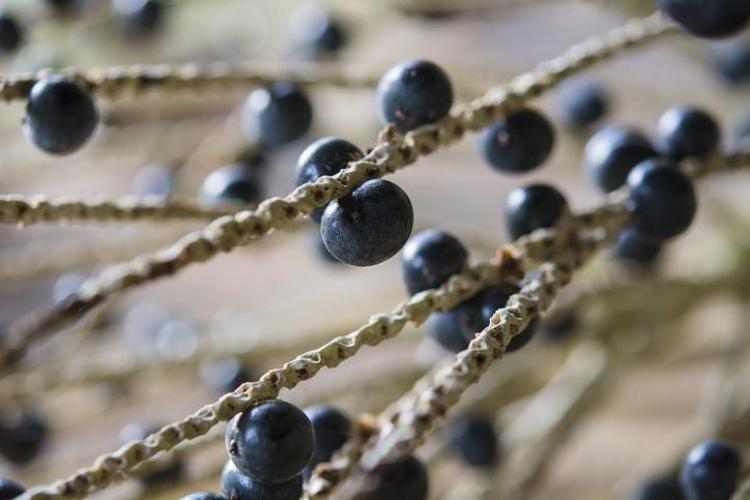 Doktorlar bile hayranlıkla bakıyor: Vitamin değerleriyle onlarca meyveyi solladı Tüketenler hastane kapısından geçmiyor