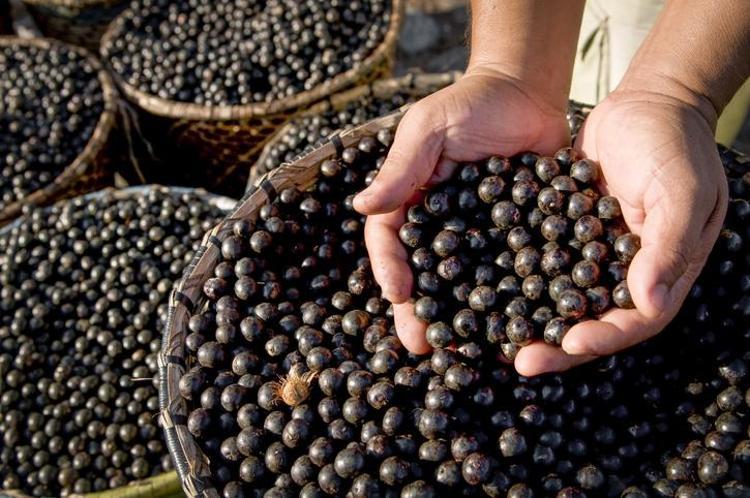 Doktorlar bile hayranlıkla bakıyor: Vitamin değerleriyle onlarca meyveyi solladı Tüketenler hastane kapısından geçmiyor