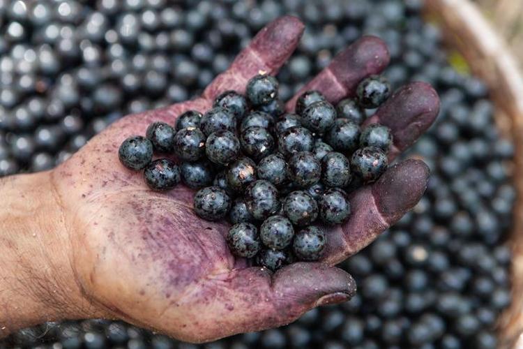 Doktorlar bile hayranlıkla bakıyor: Vitamin değerleriyle onlarca meyveyi solladı Tüketenler hastane kapısından geçmiyor