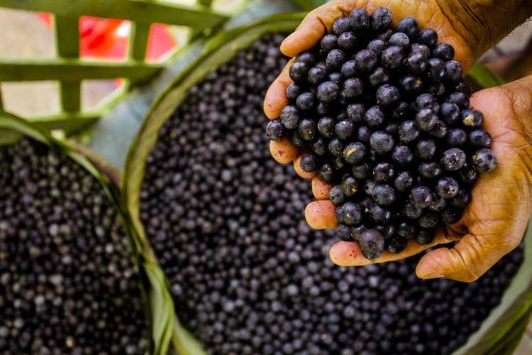 Doktorlar bile hayranlıkla bakıyor: Vitamin değerleriyle onlarca meyveyi solladı Tüketenler hastane kapısından geçmiyor