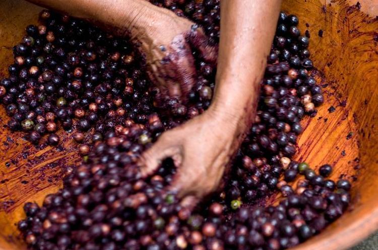 Doktorlar bile hayranlıkla bakıyor: Vitamin değerleriyle onlarca meyveyi solladı Tüketenler hastane kapısından geçmiyor