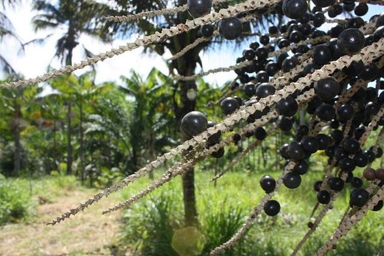 AÇAİ TOZU BESİN DEĞERİ