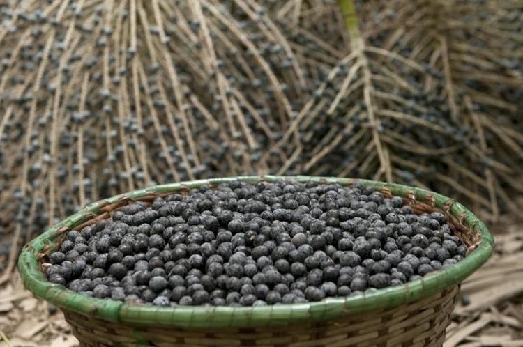 Doktorlar bile hayranlıkla bakıyor: Vitamin değerleriyle onlarca meyveyi solladı Tüketenler hastane kapısından geçmiyor