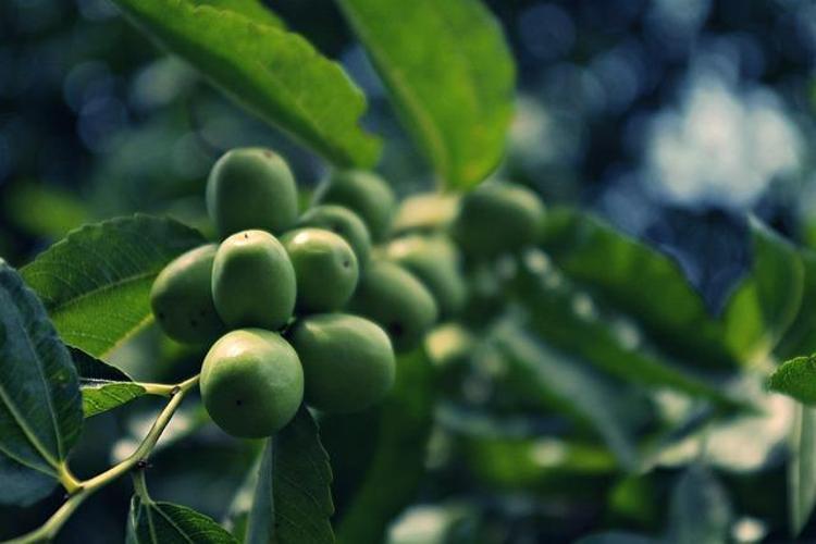 Çinde ona uzun yaşatan meyve deniyor Pazar tezgahlarındaki yerini aldı: İçinde portakal ve limondan 10 kat fazla C vitamini var