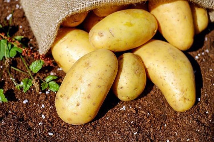 Patates böyleyse ağzınıza bile sürmeyin Sindirim sistemini mahvediyor