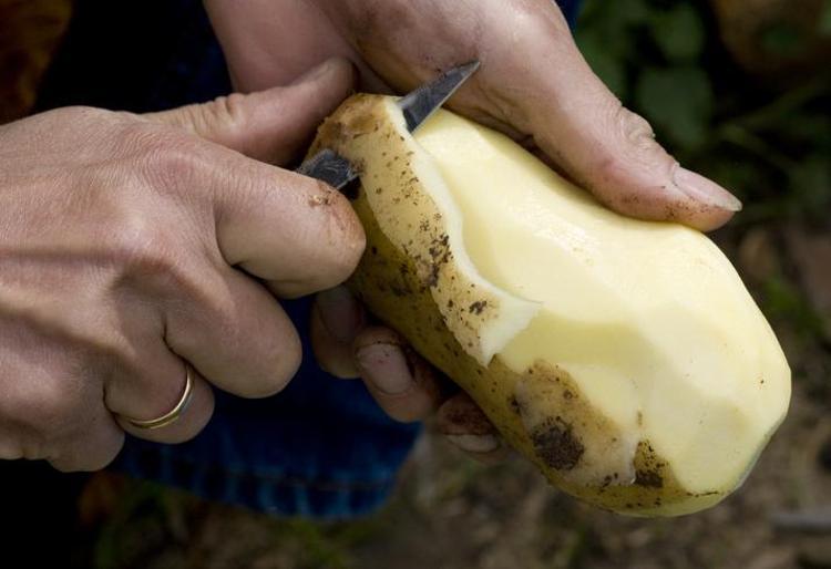 Patates böyleyse ağzınıza bile sürmeyin Sindirim sistemini mahvediyor