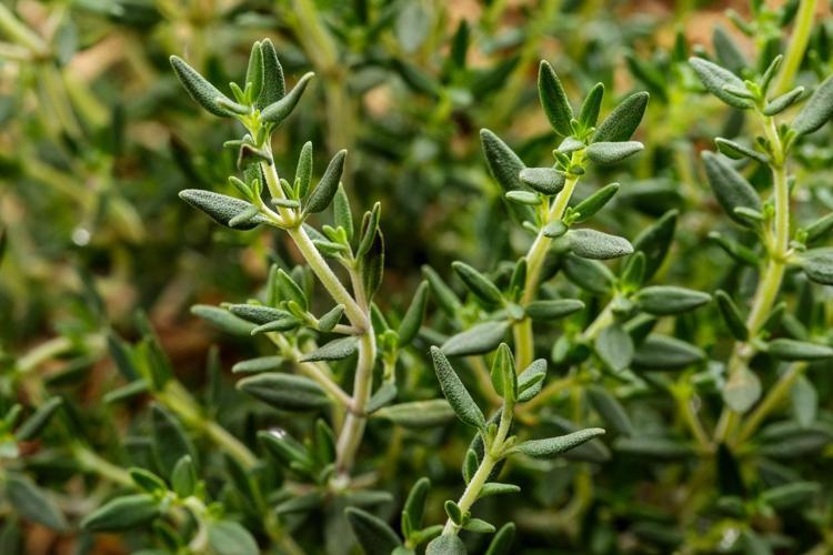1 kaşığı bile bağışıklığı çelik gibi yapıyor Potasyum, kalsiyum, selenyum hepsi onda: Vücutta iltihap bırakmıyor
