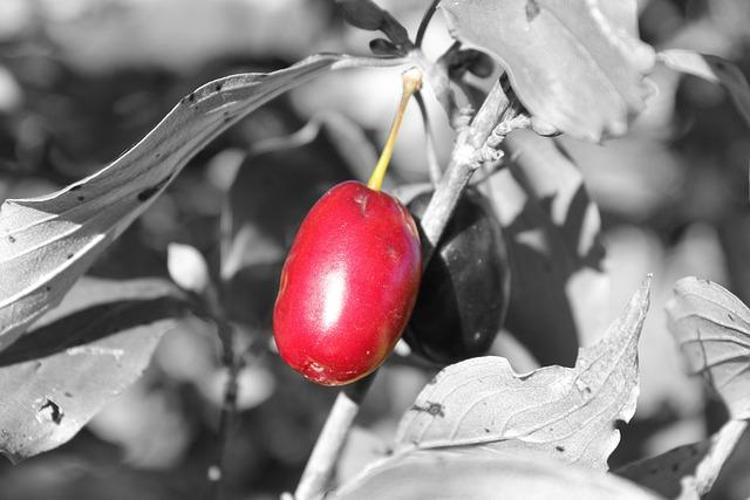 Pazar tezgahlarındaki yerini aldı Portakaldan %40 daha fazla C vitamini içeriyor, diş çürüklerini onarıyor