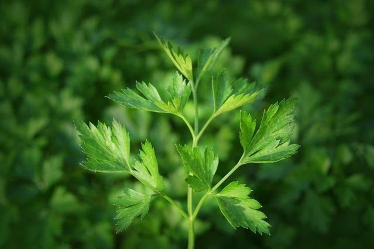 Anne sütünden sonraki en kaliteli protein Bağışıklığı çelik gibi yapıyor: Vücudu demire doyuruyor