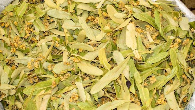 Ihlamurun faydasını kat be kat artırıyor Böyle hazırlandığında akciğerleri temizliyor, balgamdan eser bırakmıyor