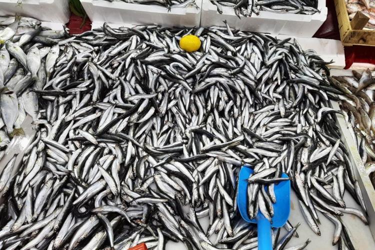 5 tane simit fiyatına alınabiliyor Dünyanın en kaliteli besini için mevsim başladı