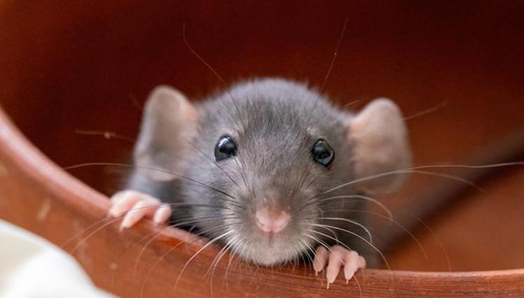 Sağlıkla ilgili 20 şaşırtıcı gerçek Duyduklarınıza inanamayacaksınız