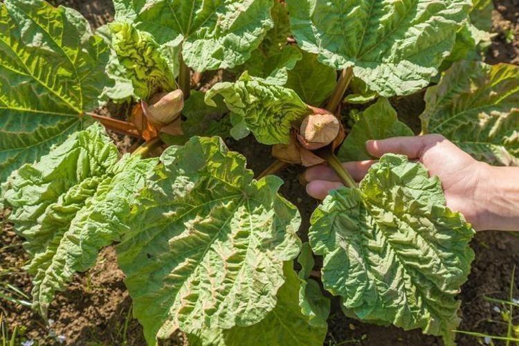 Beyaz saçlar tarih oluyor Bu bitkinin kökleri 1 saatte saçı doğal rengine döndürüyor