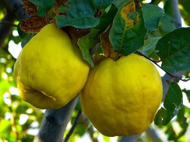 C vitamininde portakalla yarışıyor Beyaz kan hücrelerini coşturup vücuda bakteri sokmayan besin