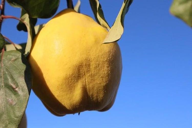 C vitamininde portakalla yarışıyor Beyaz kan hücrelerini coşturup vücuda bakteri sokmayan besin