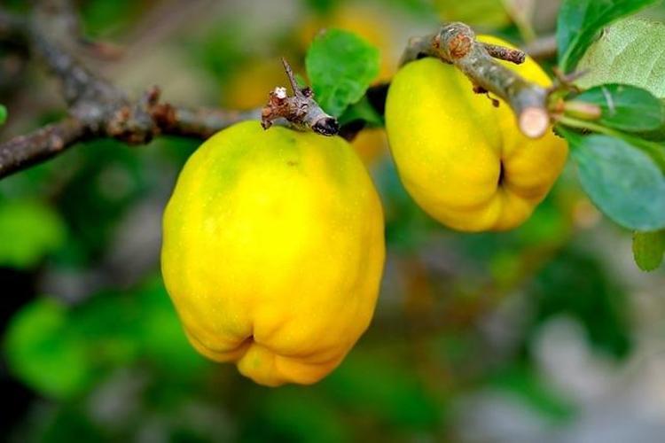 C vitamininde portakalla yarışıyor Beyaz kan hücrelerini coşturup vücuda bakteri sokmayan besin
