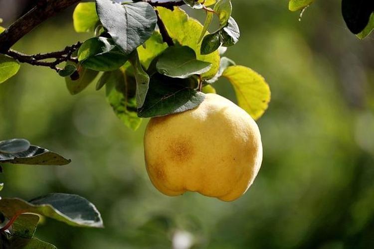 C vitamininde portakalla yarışıyor Beyaz kan hücrelerini coşturup vücuda bakteri sokmayan besin