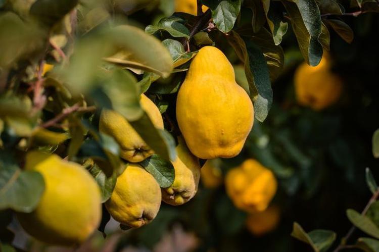 C vitamininde portakalla yarışıyor Beyaz kan hücrelerini coşturup vücuda bakteri sokmayan besin
