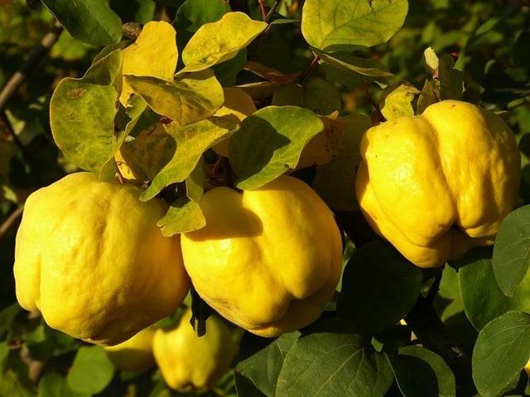 C vitamininde portakalla yarışıyor Beyaz kan hücrelerini coşturup vücuda bakteri sokmayan besin