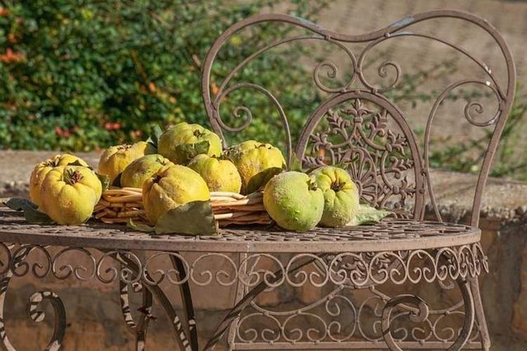 C vitamininde portakalla yarışıyor Beyaz kan hücrelerini coşturup vücuda bakteri sokmayan besin