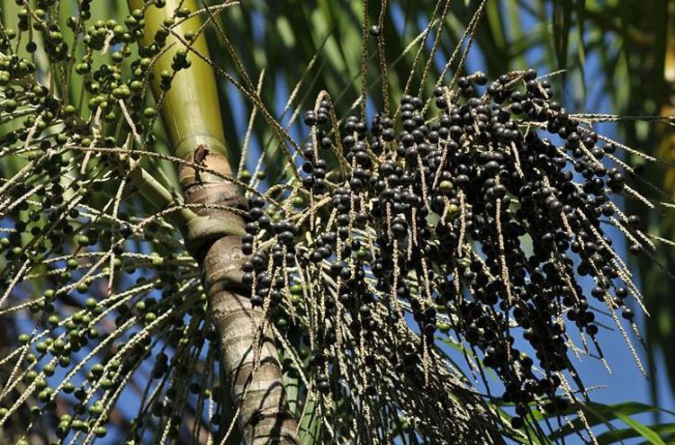 AÇAİ TÜKETİRKEN DİKKAT