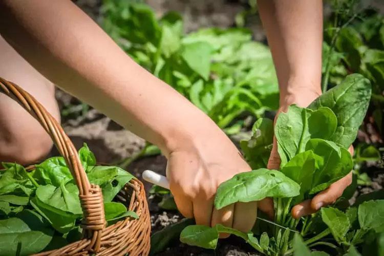 En güçlü mikrop öldürücüymüş Doğada kendiliğinden yetişiyor: Sirkeli suda bekletip tüketmek gerekiyor, içinde yok yok